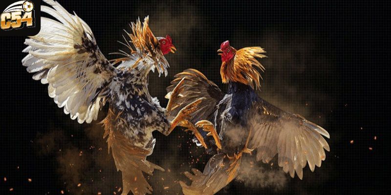 Ý nghĩa màu mạng đá gà
