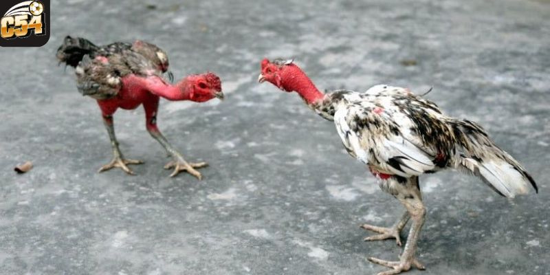 Trận đấu đá gà nòi là gi