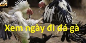 Tra cứu ngày đẹp để gà thi đấu