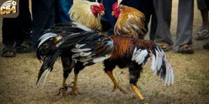 Đá gà nòi ở miền Trung